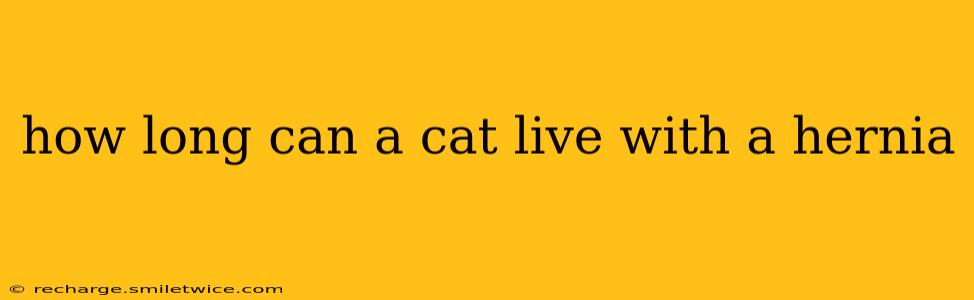 how long can a cat live with a hernia