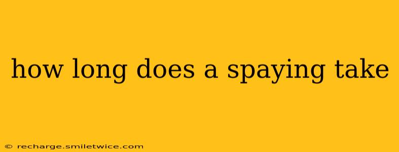 how long does a spaying take