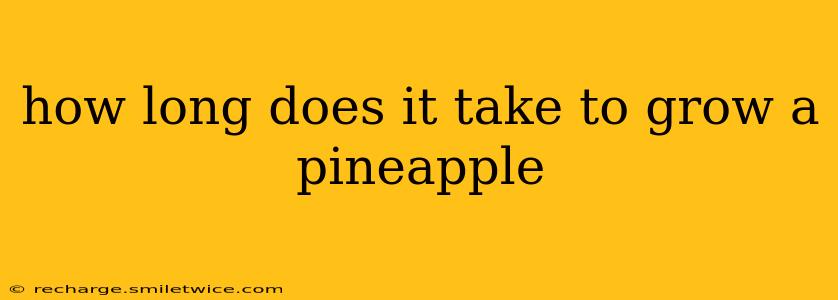 how long does it take to grow a pineapple