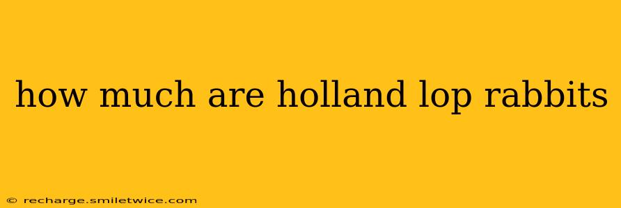 how much are holland lop rabbits