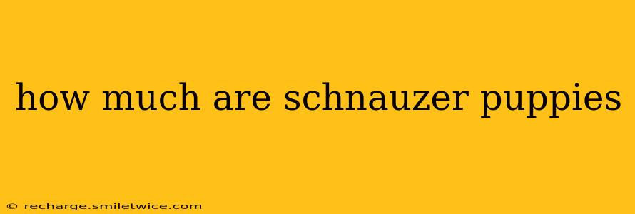 how much are schnauzer puppies