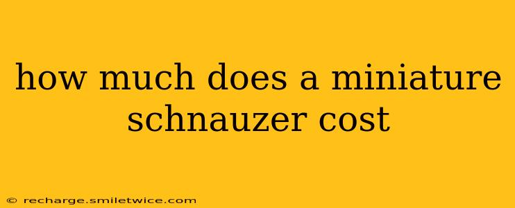 how much does a miniature schnauzer cost