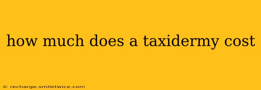 how much does a taxidermy cost