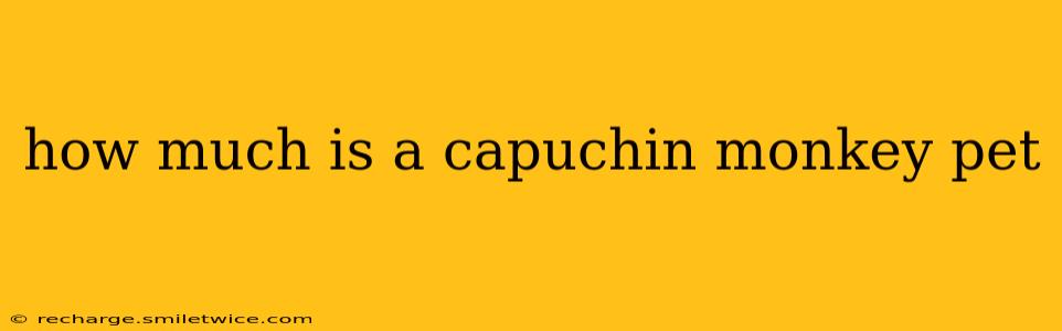how much is a capuchin monkey pet