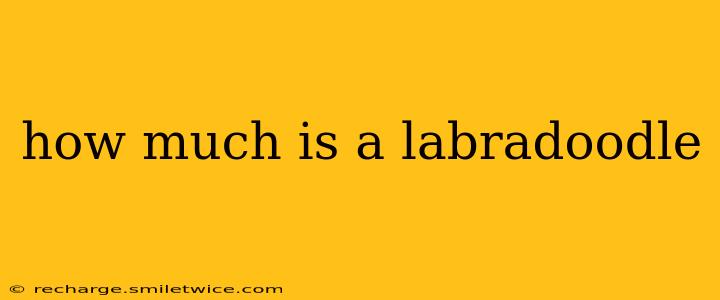 how much is a labradoodle