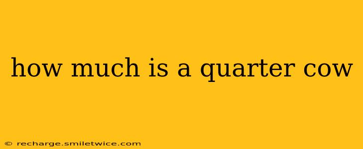 how much is a quarter cow