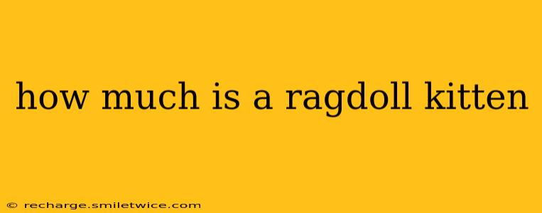 how much is a ragdoll kitten
