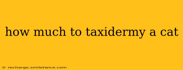 how much to taxidermy a cat