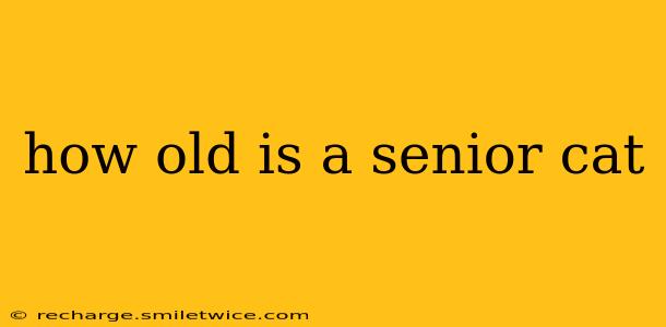 how old is a senior cat