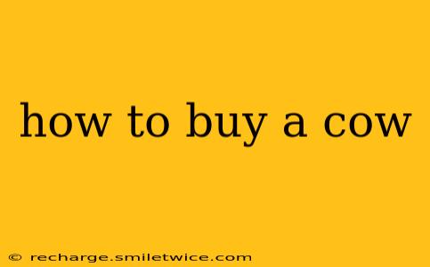 how to buy a cow