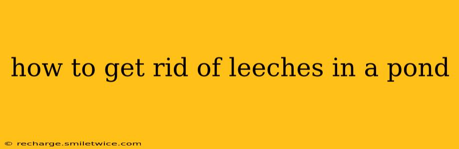 how to get rid of leeches in a pond