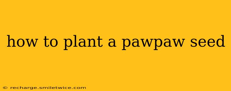 how to plant a pawpaw seed