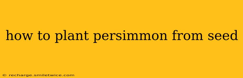 how to plant persimmon from seed