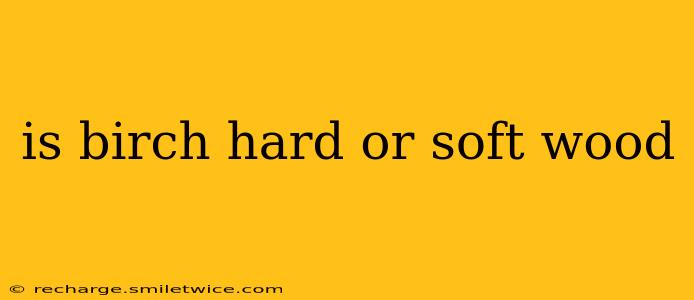 is birch hard or soft wood