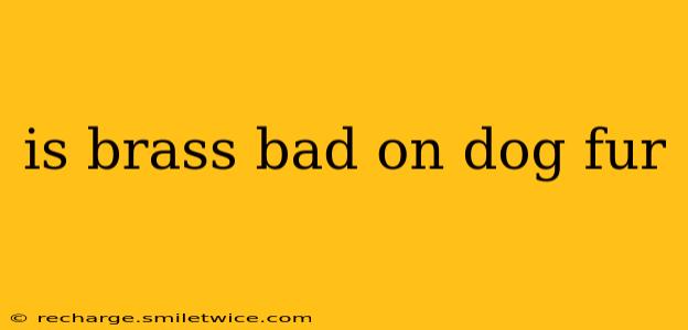 is brass bad on dog fur