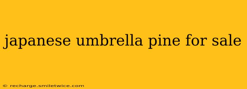 japanese umbrella pine for sale