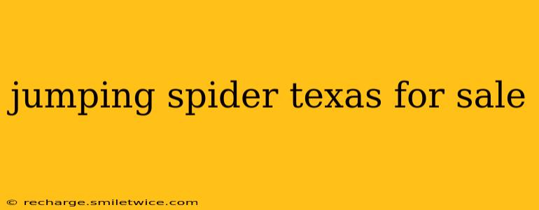 jumping spider texas for sale