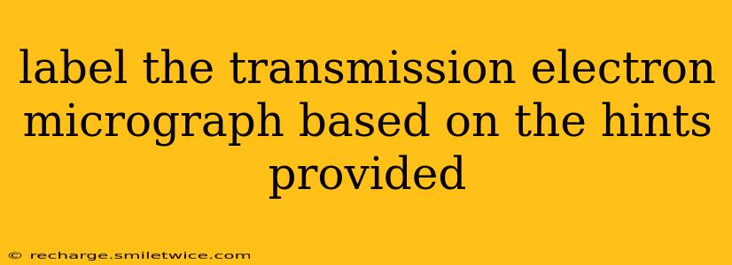 label the transmission electron micrograph based on the hints provided