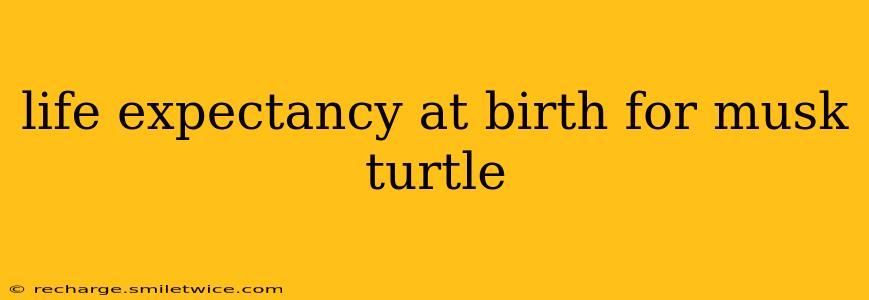 life expectancy at birth for musk turtle