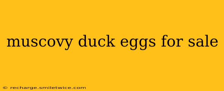 muscovy duck eggs for sale