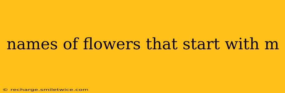 names of flowers that start with m