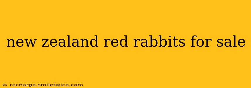 new zealand red rabbits for sale