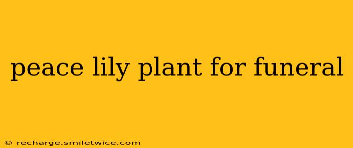 peace lily plant for funeral