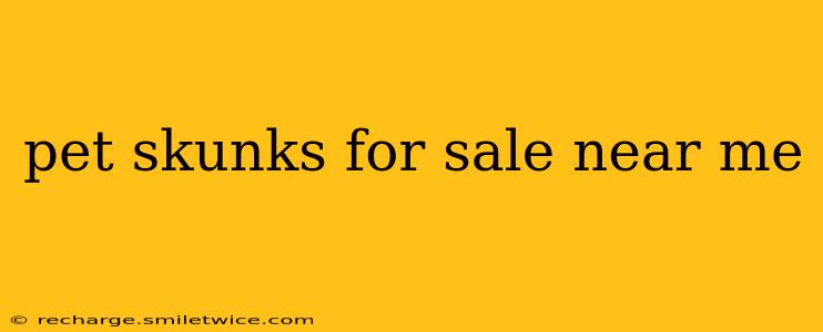 pet skunks for sale near me