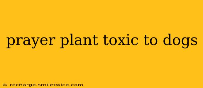 prayer plant toxic to dogs
