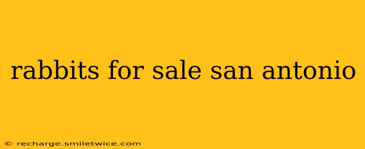 rabbits for sale san antonio