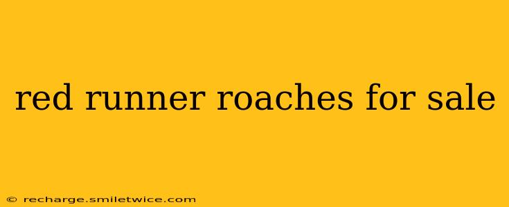 red runner roaches for sale