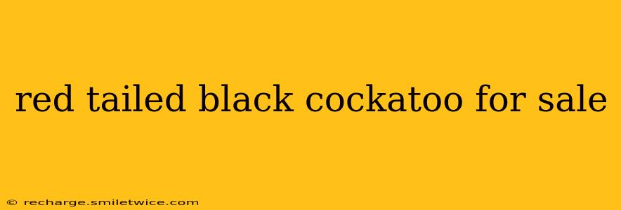 red tailed black cockatoo for sale