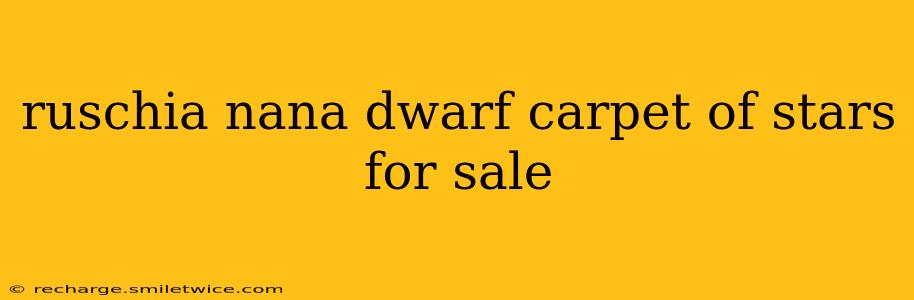 ruschia nana dwarf carpet of stars for sale