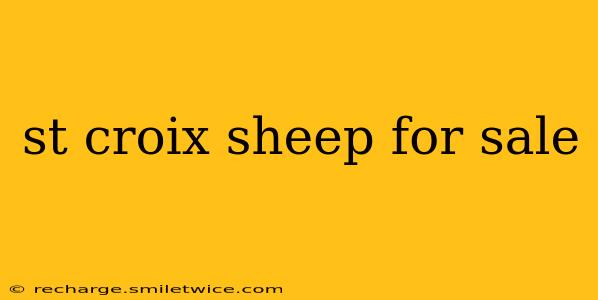st croix sheep for sale