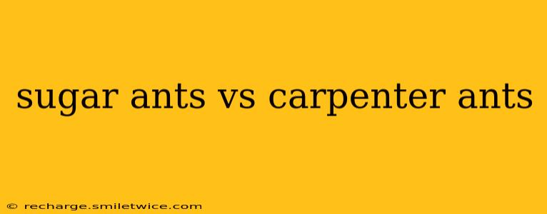 sugar ants vs carpenter ants