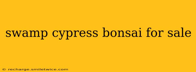 swamp cypress bonsai for sale