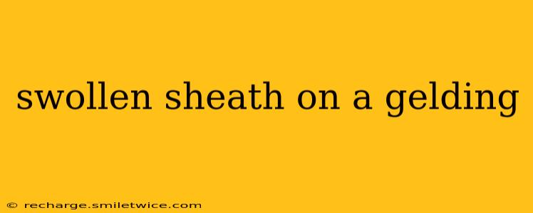 swollen sheath on a gelding