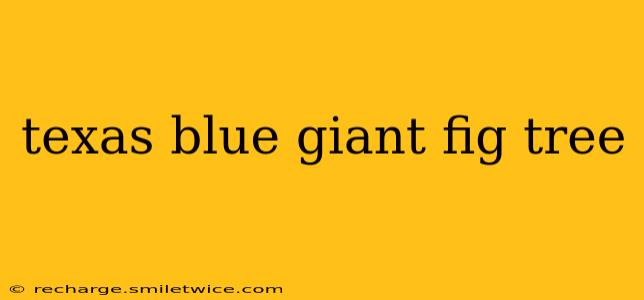 texas blue giant fig tree