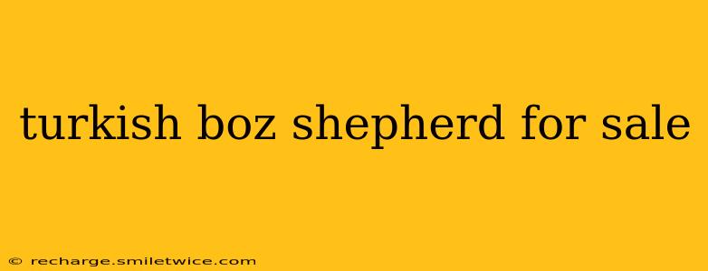 turkish boz shepherd for sale