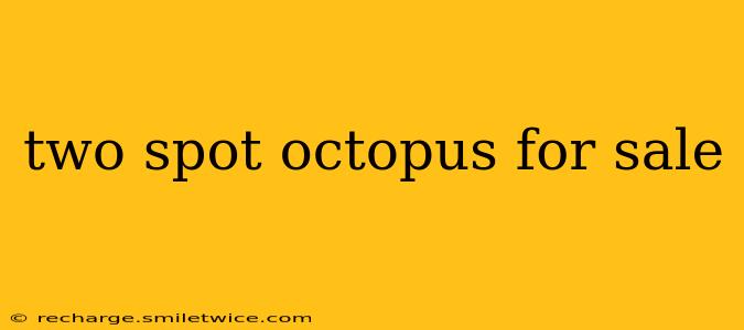two spot octopus for sale