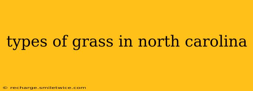types of grass in north carolina