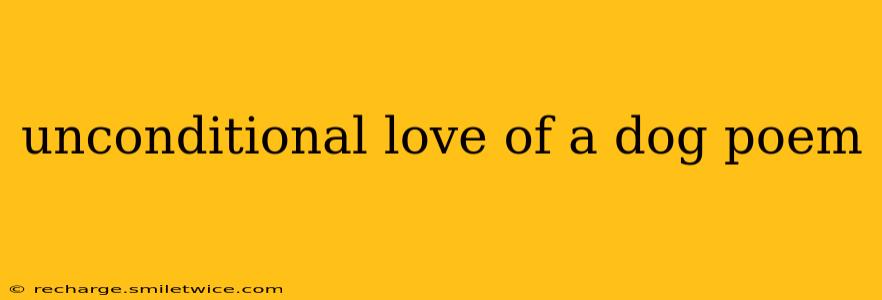 unconditional love of a dog poem