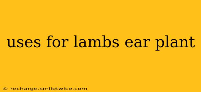 uses for lambs ear plant