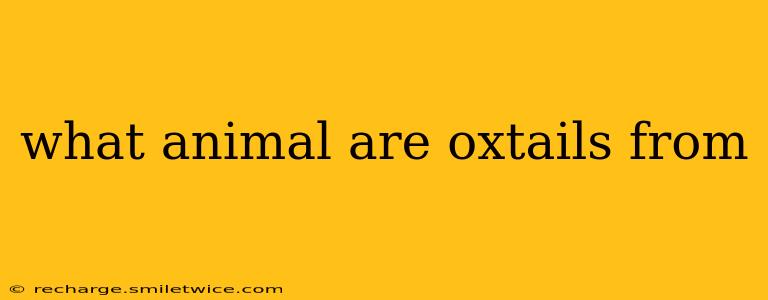 what animal are oxtails from