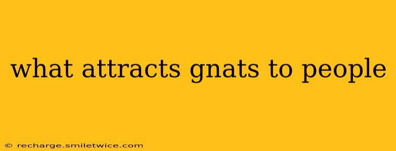 what attracts gnats to people