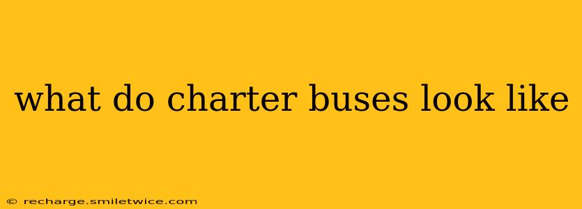 what do charter buses look like