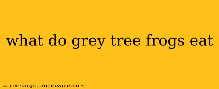 what do grey tree frogs eat