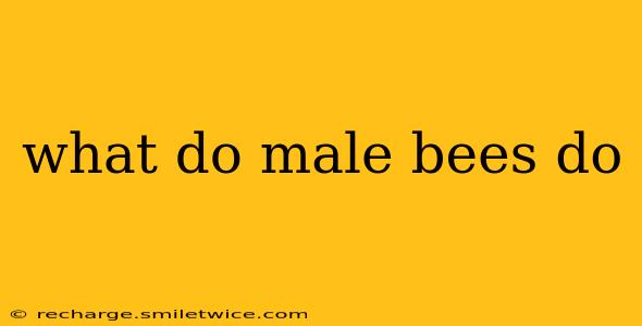 what do male bees do