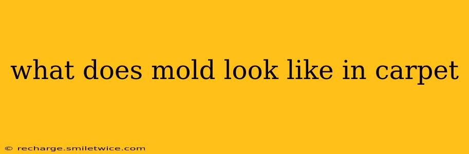 what does mold look like in carpet