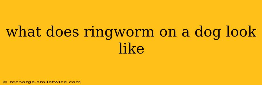 what does ringworm on a dog look like